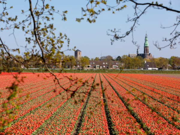 Bibliotheek lisse - Vierde Politiek Café